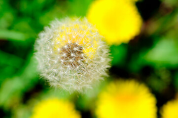 たんぽぽ
