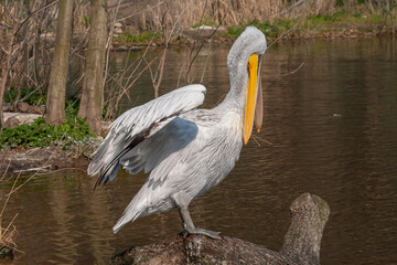 great white pelican