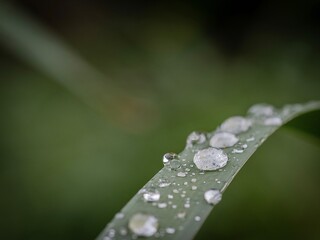 water drops on a grass