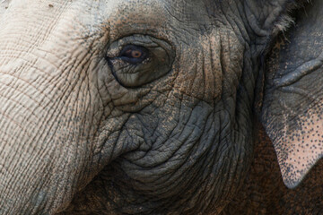 Wrinkled Elephant face