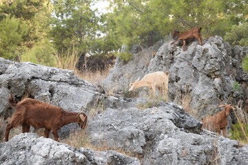 Горные козлы