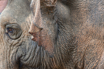 Obraz premium Wrinkled Elephant face