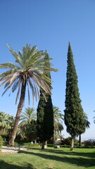 Fototapeta premium Palm Tree and trees