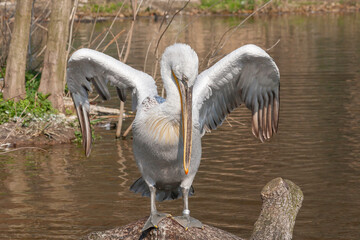 great white pelican