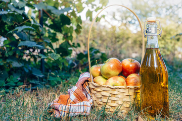 A bottle of fresh apple cider near the autumn apples. Autumn garden, sunny day, place for text.