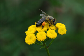 Yellow blossoms of the common tansy with a bee searching for nectar and a dark green background - Stockphoto