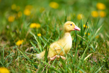 A yellow little duckling runs on the green grass.