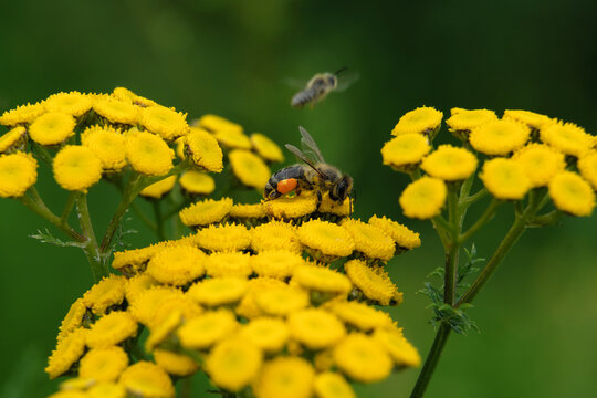 Yellow blossoms of the common tansy with a bee searching for nectar and a dark green background - Stockphoto