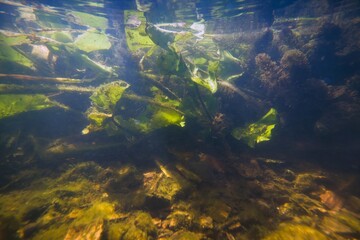 shallow freshwater river with clear water and dense vegetation, yellow water-lily and hornwort, lots of plants, detritis and algae on a sunny summer day, ecology threat concept