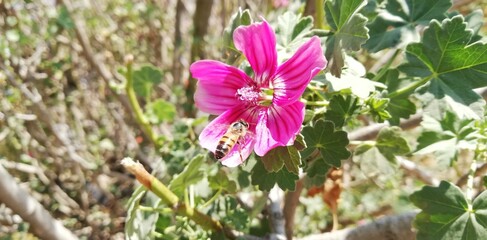 Obraz premium spring flowers in spring