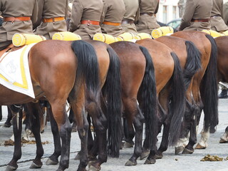 Końskie zady © EwaAF