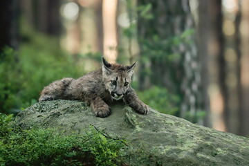 Close-up portrait of a very young cute male cougar on a reconnaissance expedition in its natural...