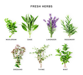 Rosemary, mint, lavender, sage, marjoram and thyme collection - obrazy, fototapety, plakaty