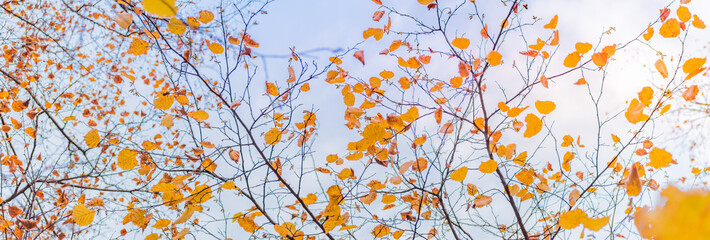 Obraz na płótnie Canvas Beautiful panoramic autumn scenery with colorful leaves and bokeh background