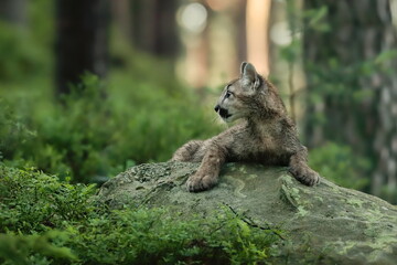 Close-up portrait of a very young cute male cougar on a reconnaissance expedition in its natural...