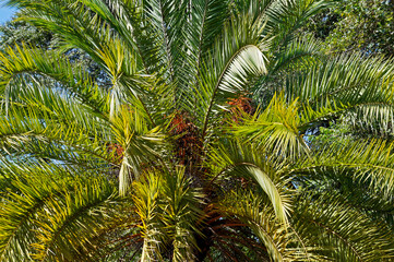 Fototapeta na wymiar Date palm tree on garde, Brazil