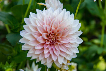 A single white and pink dahlia flower