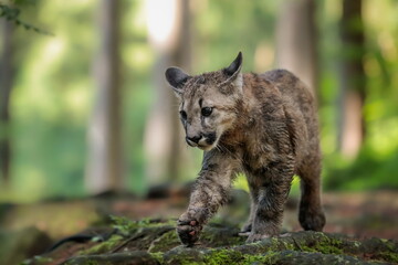 Close-up portrait of a very young cute male cougar on a reconnaissance expedition in its natural habitat. Known also as puma, mountain lion, red tiger and catamount. Puma concolor.