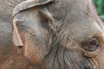 Obraz premium Elephant's wrinkled eye