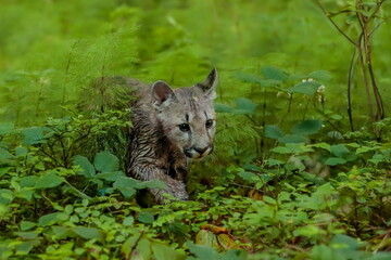 Close-up portrait of a very young cute cougar in a forest undergrowth. Also known as puma, mountain...
