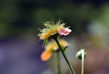 Nahaufnahme einer verblühenden roten Nelkenwurz