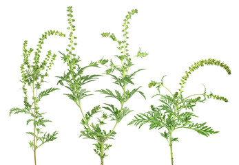 Ragweed isolated on a white background, set of images. Ambrosia artemisiifolia, annual ragweed.
