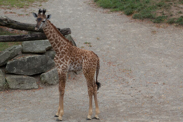 Giraffe with spots outdoors