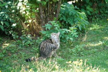 Cute striped cat resting in a field covered in greenery under the sunlight