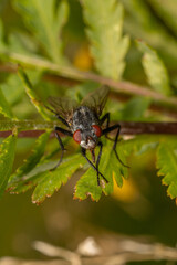 fly on a branch