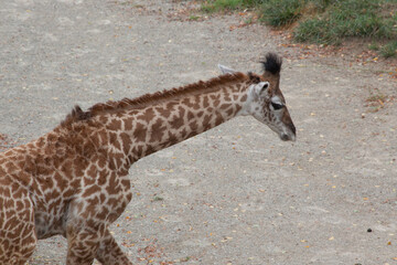 Giraffe with spots outdoors