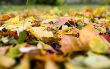 Colorful maple leaves lie on the grass in autumn.