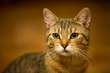 Detail of very widespread eyes of wonderful tabby cat. Felis silvestris.