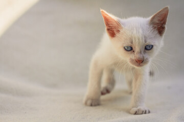 Fluffy white puppy cat on blanket