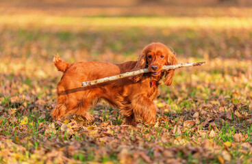 English cocker spaniel