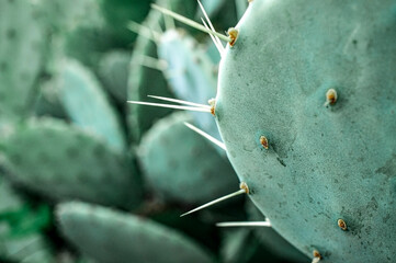 Cactus with needles close-up on a blurred background. prickly pear, Opuntia. Natural background
