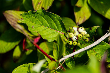 Green and white berries on a autumn day