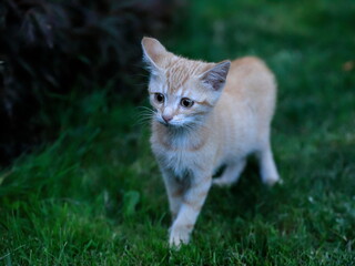 Close-up potrtait of cute rusty kitten. Felis silvestris f. catus.