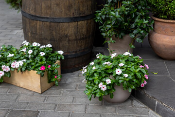 Many beautiful different Catharanthus roseus and white flowers plants in various pots against old retro vintage wooden cask barrel. Home yard garden or cafe entrance decoration gardening and design