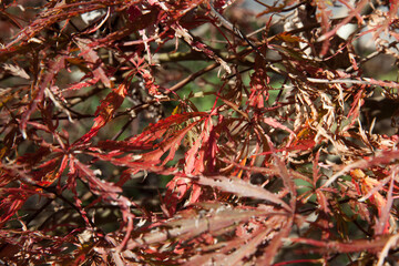 Tree with red fall leaves