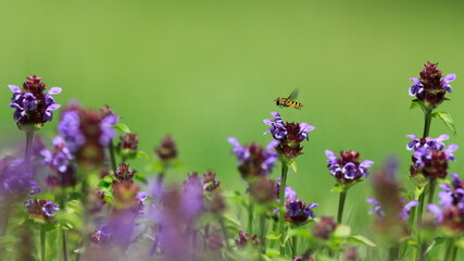 Moody photo. A syrphid hovering above a blooming meadow full of prunellas on a neutral green...