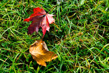colorful leaves in the autum