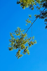 Bamboo leaves and blue sky
