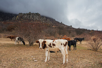 Cows on a picturesque autumn pasture in the mountains. In the background-mountains in the fog. Demerdzhi, The Valley Of Ghosts, Crimea