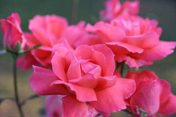 Fototapeta premium Blühende Rosen