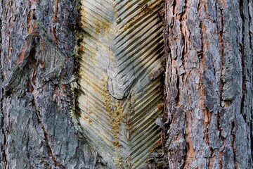Notches on the trunk of the pine where the bark of the tree was cut off for the extraction of resin. Rough, symmetrical brown wood structure. Russia.