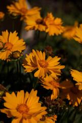 yellow flowers in the garden