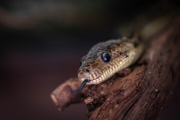 Cuban tree boa. Chilabothrus angulifer is a boid species found in Cuba and on some nearby islands.