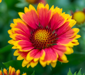 Red And Yellow Flower 1