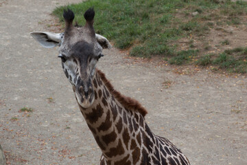 Obraz premium Giraffe with spots outdoors