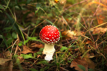 Amanita poisonous mushroom, with a bright red cap, against the background of lazy vegetation, close-up.